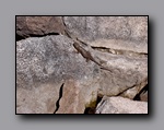 Click to enlarge 826 shelr bpk 14062005 lizard at alkali reservoir dam.jpg